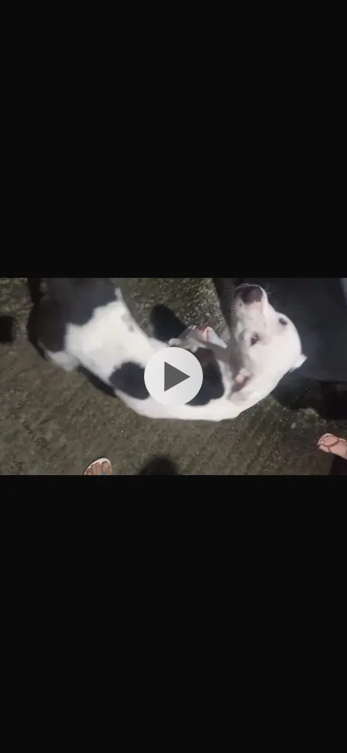 Cachorro raça Pit-Bull idade 2 anos nome Pit 