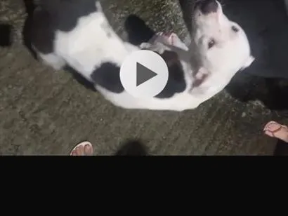 Cachorro raça Pit-Bull idade 2 anos nome Pit 
