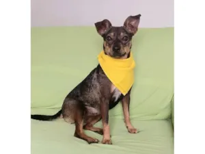 Cachorro raça SRD-ViraLata idade 1 ano nome Nina