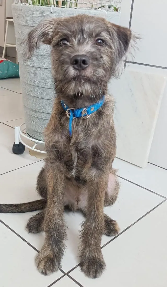 Cachorro raça SRD-ViraLata idade 2 anos nome Jefferson (JEFF)