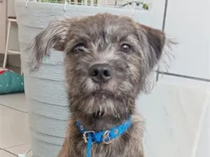 Cachorro raça SRD-ViraLata idade 2 anos nome Jefferson (JEFF)