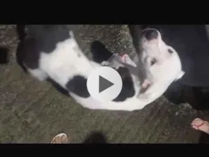 Cachorro raça Pit-Bull idade 2 anos nome Pit 