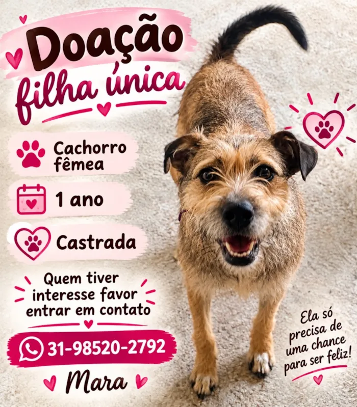 Cachorro raça SRD-ViraLata idade 1 ano nome Lulu