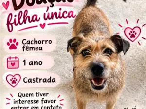 Cachorro raça SRD-ViraLata idade 1 ano nome Lulu