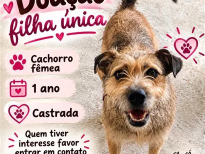 Cachorro raça SRD-ViraLata idade 1 ano nome Lulu