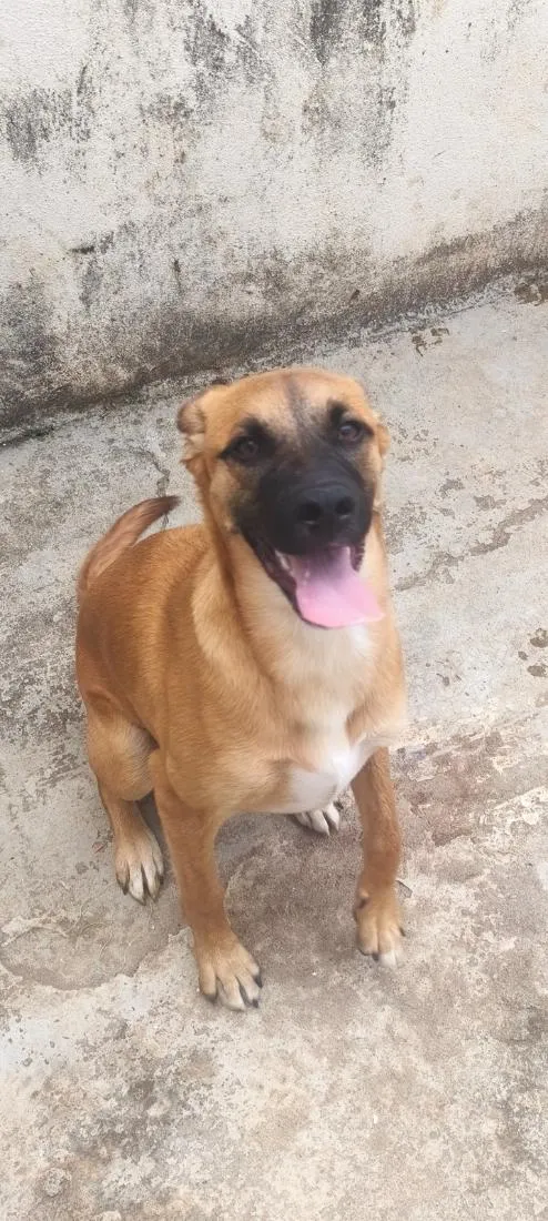 Cachorro raça SRD-ViraLata idade 7 a 11 meses nome Spike