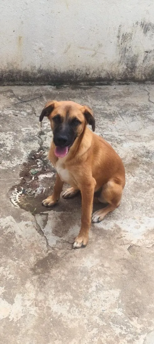 Cachorro raça SRD-ViraLata idade 7 a 11 meses nome Spike