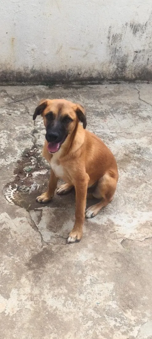 Cachorro raça SRD-ViraLata idade 7 a 11 meses nome Spike