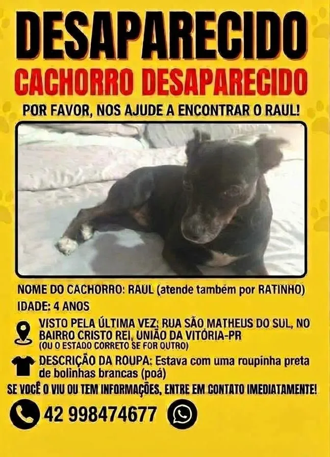 Cachorro raça Pinscher idade 4 anos nome Raul