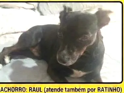 Cachorro raça Pinscher idade 4 anos nome Raul