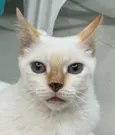 Dudu