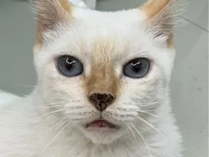 Gato raça SRD-ViraLata idade 1 ano nome Dudu