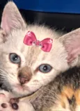 Belinha