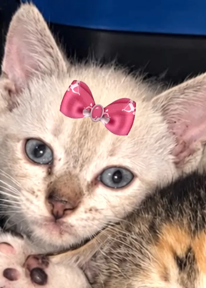 Gato raça SRD-ViraLata idade 2 a 6 meses nome Belinha
