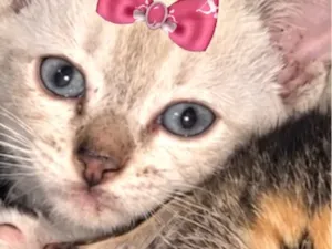 Gato raça SRD-ViraLata idade 2 a 6 meses nome Belinha