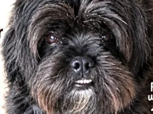 Cachorro raça Shitzu idade 7 a 11 meses nome Snoop