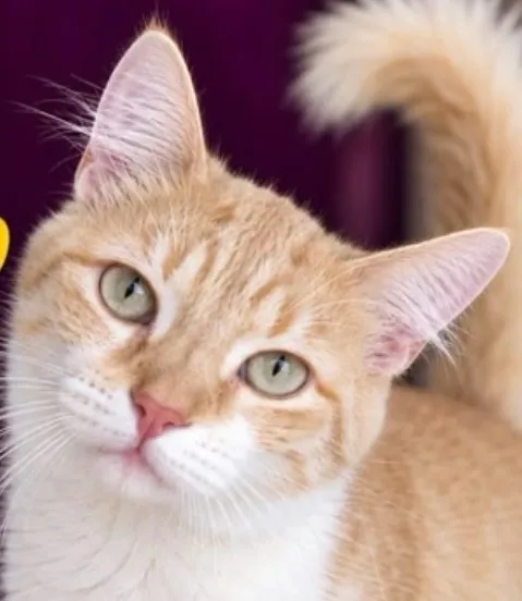 Gato raça SRD-ViraLata idade 7 a 11 meses nome Tigrinho