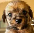 Otto