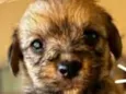Otto