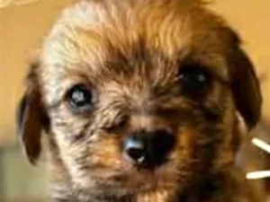 Cachorro raça SRD-ViraLata idade 2 a 6 meses nome Otto