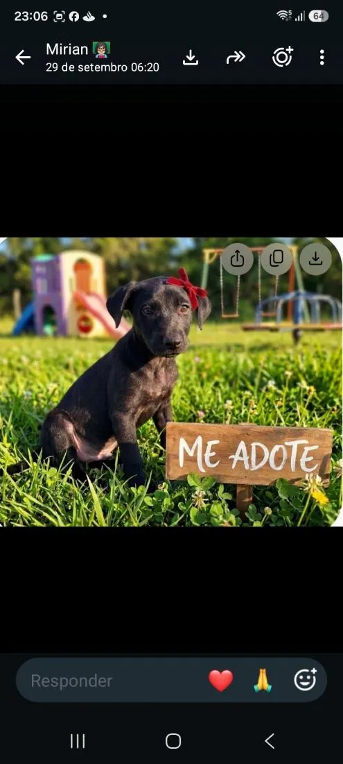 Cachorro raça SRD-ViraLata idade 2 a 6 meses nome flora 