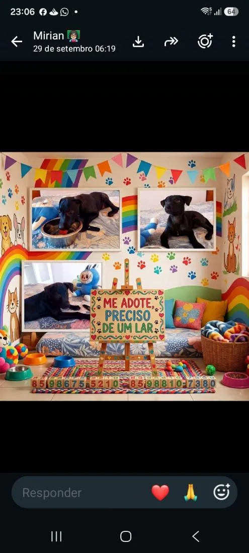 Cachorro raça SRD-ViraLata idade 2 a 6 meses nome flora 