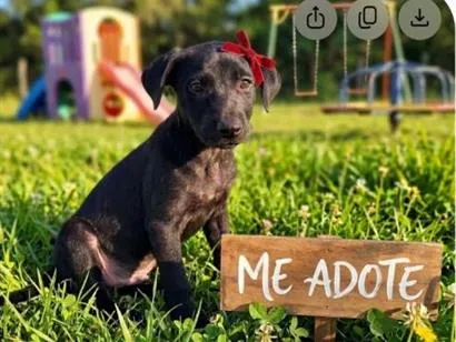 Cachorro raça SRD-ViraLata idade 2 a 6 meses nome flora 