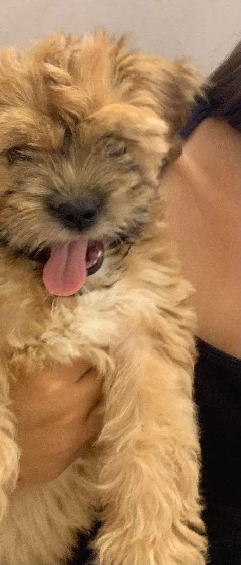 Cachorro raça SRD-ViraLata idade 2 a 6 meses nome Mel