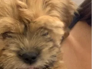 Cachorro raça SRD-ViraLata idade 2 a 6 meses nome Mel