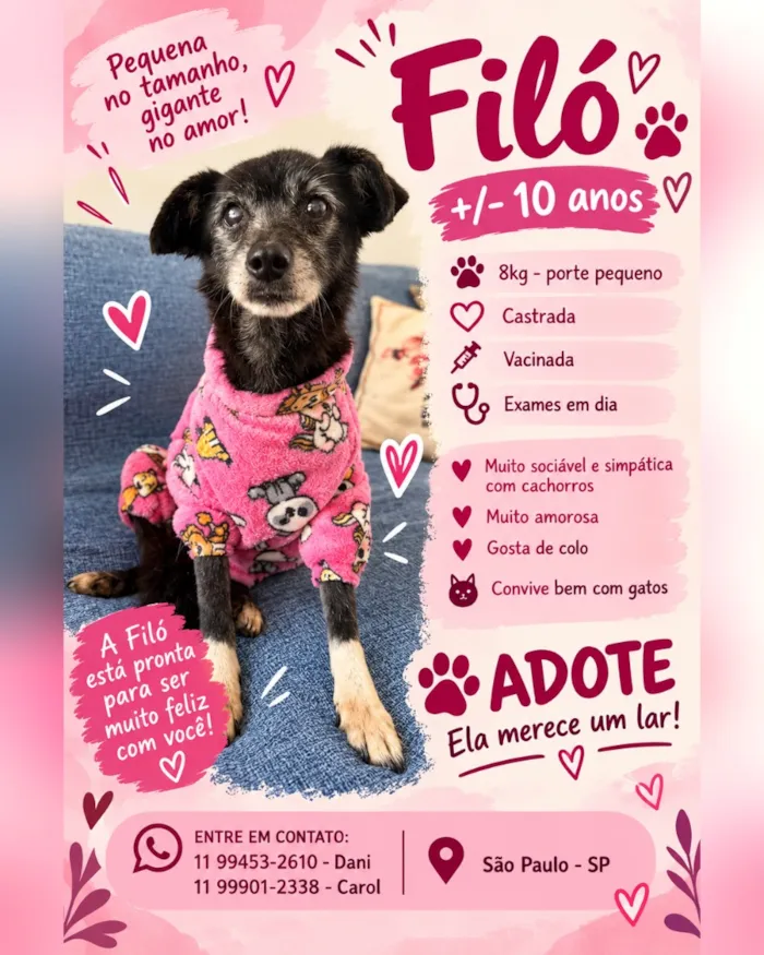 Cachorro raça SRD-ViraLata idade 6 ou mais anos nome Filó