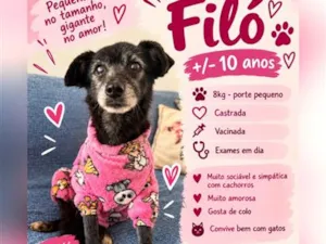 Cachorro raça SRD-ViraLata idade 6 ou mais anos nome Filó