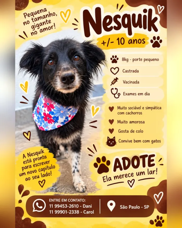 Cachorro raça SRD-ViraLata idade 6 ou mais anos nome Nesquik