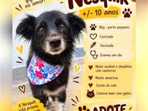 Cachorro raça SRD-ViraLata idade 6 ou mais anos nome Nesquik