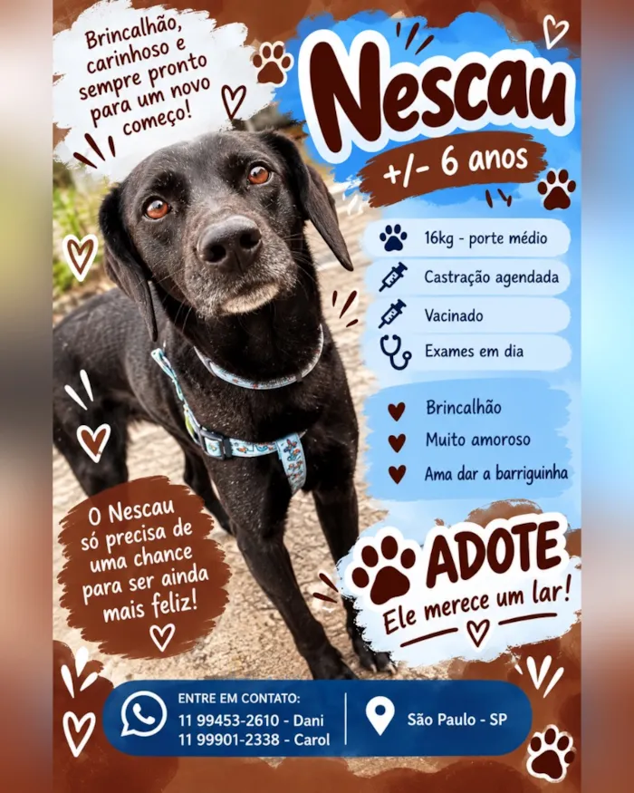 Cachorro raça SRD-ViraLata idade 6 ou mais anos nome Nescau