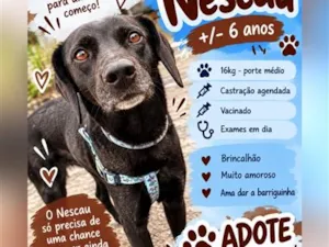 Cachorro raça SRD-ViraLata idade 6 ou mais anos nome Nescau