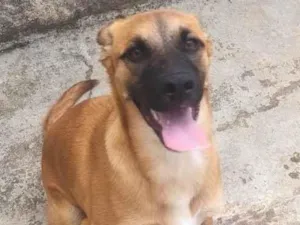 Cachorro raça SRD-ViraLata idade 7 a 11 meses nome Spike
