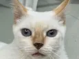 Dudu