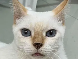 Gato raça SRD-ViraLata idade 1 ano nome Dudu