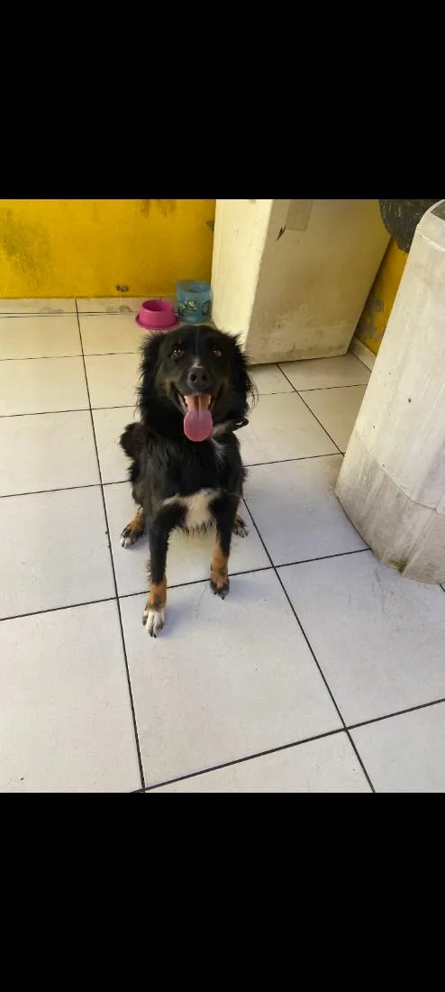 Cachorro raça SRD-ViraLata idade 3 anos nome pandora