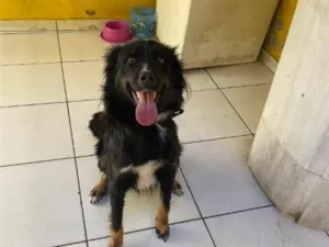 Cachorro raça SRD-ViraLata idade 3 anos nome pandora