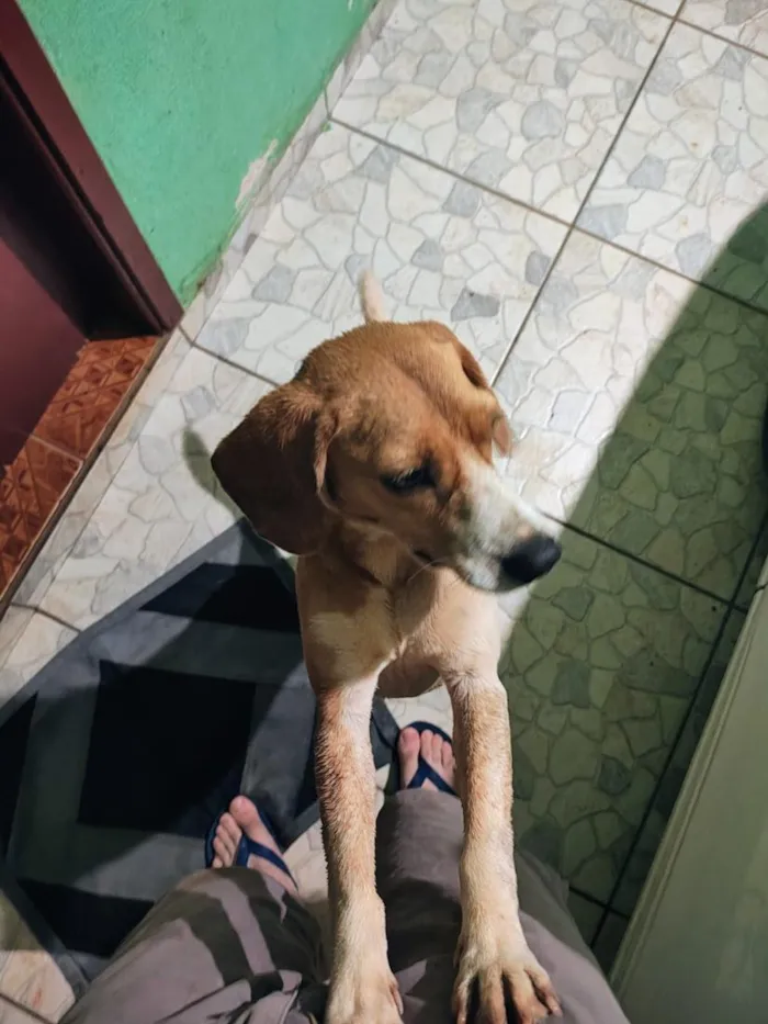 Cachorro raça SRD-ViraLata idade 1 ano nome Sem nome