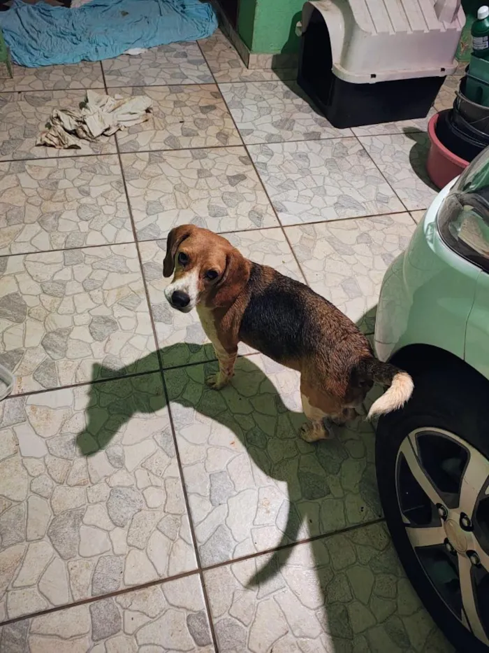 Cachorro raça SRD-ViraLata idade 1 ano nome Sem nome