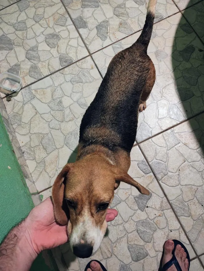 Cachorro raça SRD-ViraLata idade 1 ano nome Sem nome