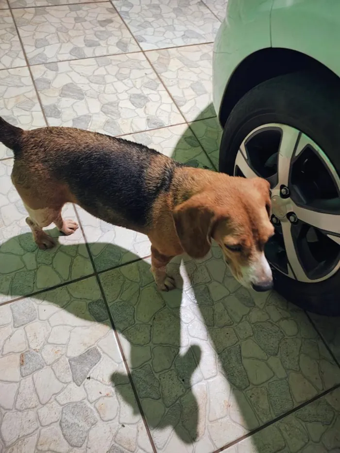 Cachorro raça SRD-ViraLata idade 1 ano nome Sem nome