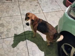 Cachorro raça SRD-ViraLata idade 1 ano nome Sem nome
