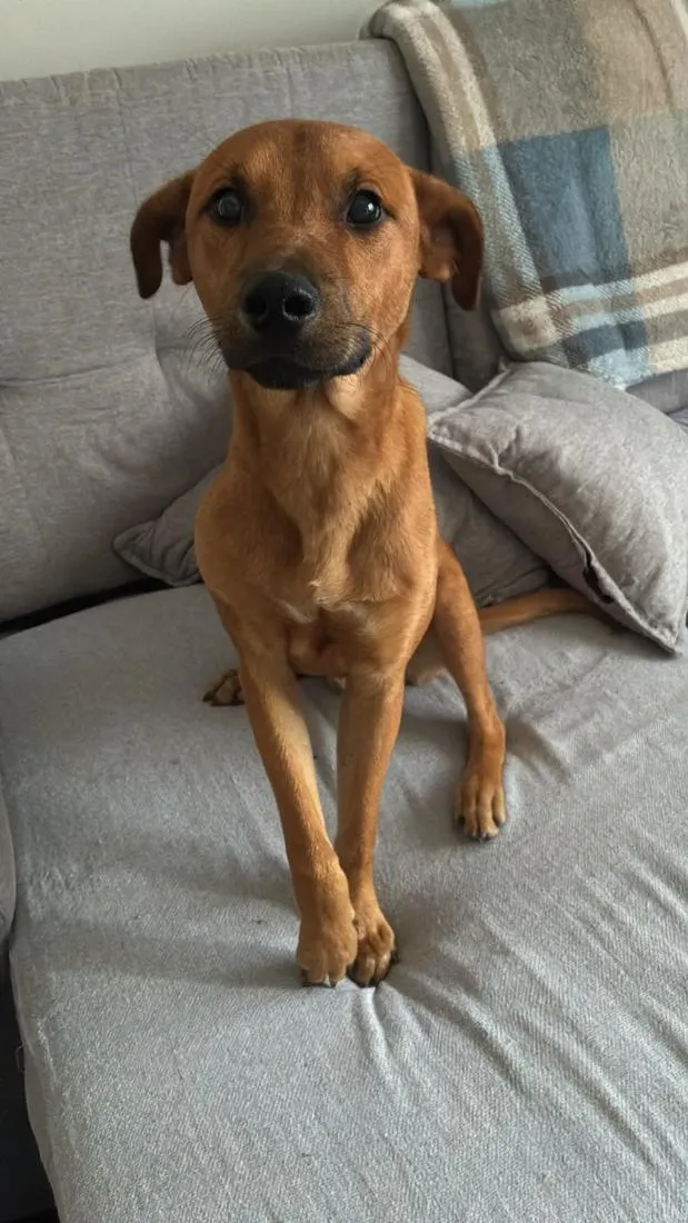 Cachorro raça SRD-ViraLata idade 7 a 11 meses nome Caramelo