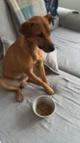 Caramelo