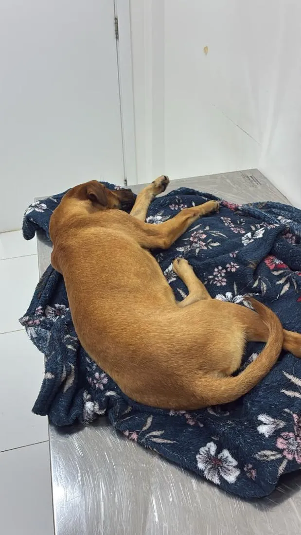 Cachorro raça SRD-ViraLata idade 7 a 11 meses nome Caramelo
