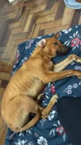 Caramelo