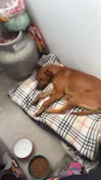 Caramelo